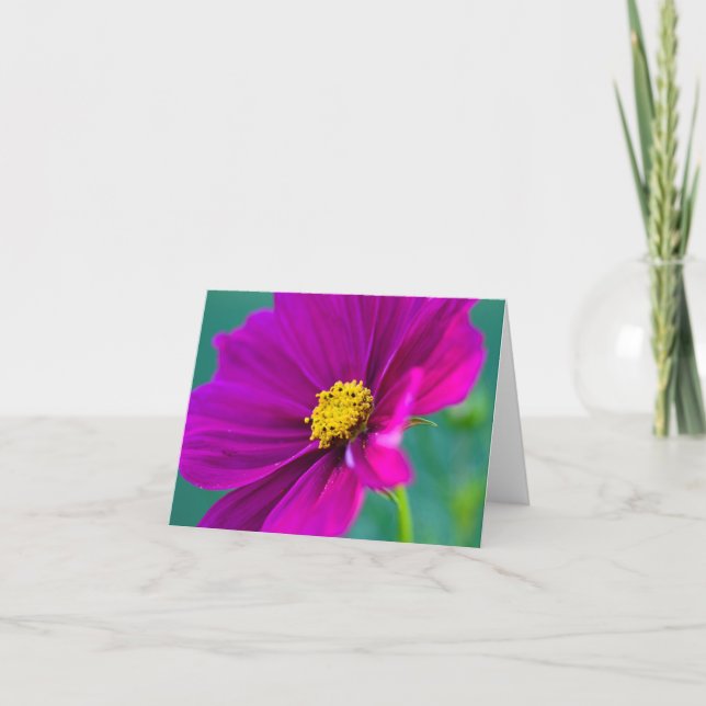 Tarjeta de felicitación de flor Cosmos púrpura (Anverso)