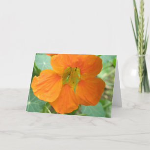 Tarjeta de felicitación de flor de bonito Nasturti