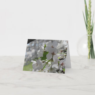 Tarjeta de felicitación de flor de cerezo blanca p