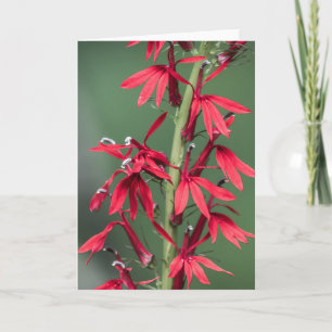Tarjeta de felicitación de flor del cardenal rojo