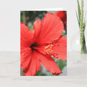 Tarjeta de felicitación de flor roja Hibiscus, tar
