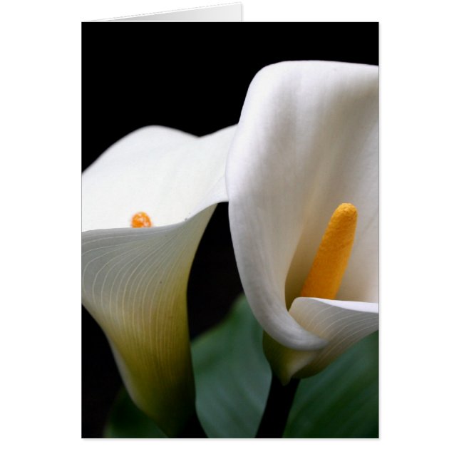 Tarjeta de felicitación de flores de Calla blanca  (Frente)
