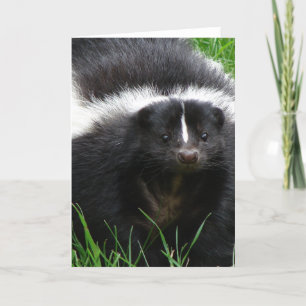Tarjeta de felicitación de foto de zorrillo
