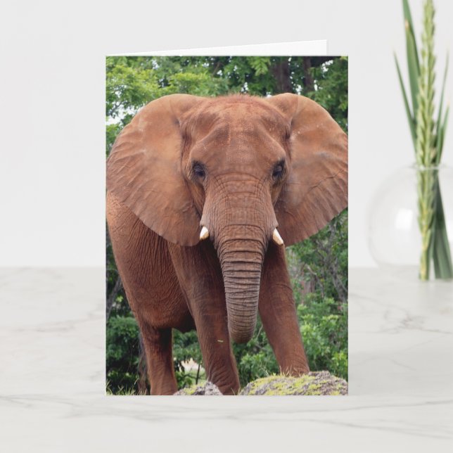 Tarjeta de felicitación de fotografía de ELEFANTE (Anverso)