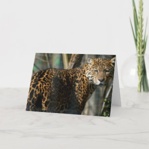 Tarjeta de felicitación de fotos de Jaguar