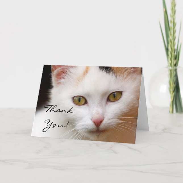 Tarjeta de felicitación de gato blanco (Anverso)