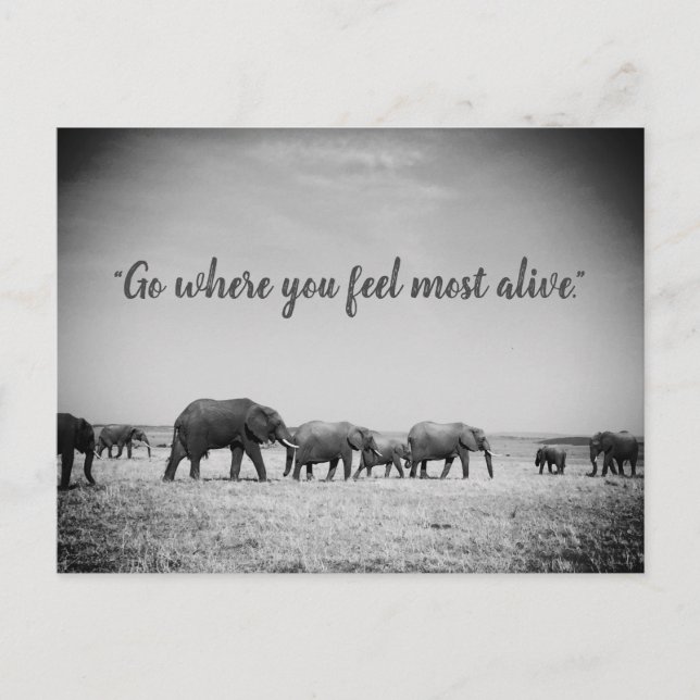 Tarjeta de felicitación de generaciones de elefant (Anverso)