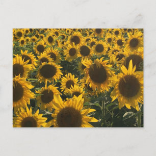 Tarjeta de felicitación de girasoles