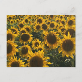 Tarjeta de felicitación de girasoles