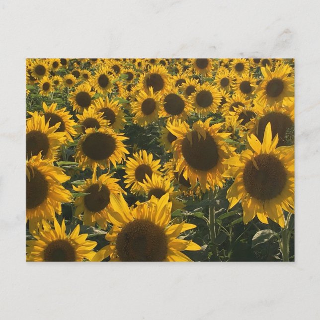 Tarjeta de felicitación de girasoles (Anverso)