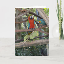 Tarjeta de Felicitación de Guacamayo