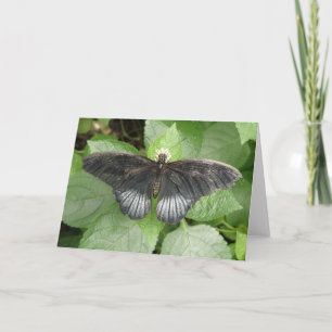 Tarjeta de felicitación de hermosa mariposa tropic