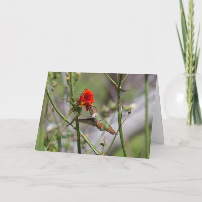 Tarjeta de felicitación de Hummingbird (Anverso)