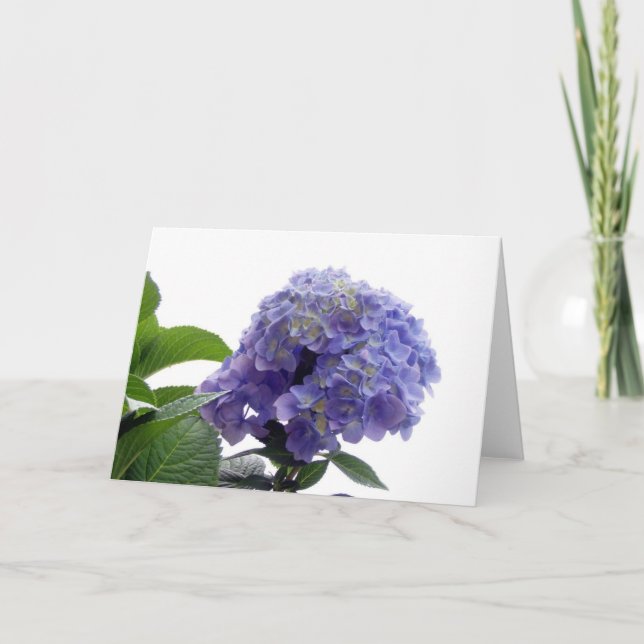 Tarjeta de felicitación de Hydrangea Bush (Anverso)