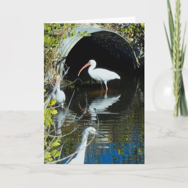 Tarjeta de felicitación de Ibis y del Egret nevado (Anverso)