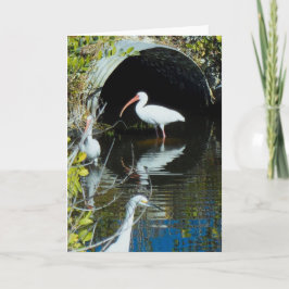 Tarjeta de felicitación de Ibis y del Egret nevado
