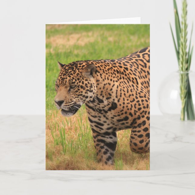 Tarjeta de felicitación de Jaguar (Anverso)