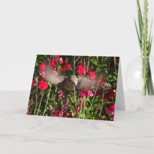 Tarjeta de felicitación de joyful Hummingbird (Anverso)