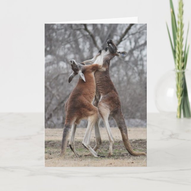 Tarjeta de felicitación de KangaROOS que lucha (Anverso)