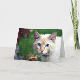 Tarjeta de felicitación de la cara del gato siamés