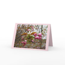 Tarjeta de felicitación de la flor de cerezo