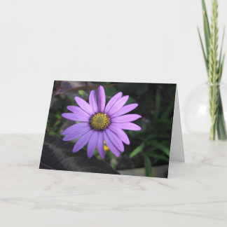 Tarjeta de felicitación de la flor de Osteospermum