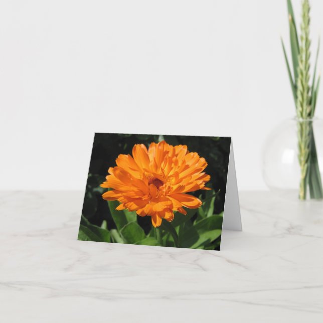 Tarjeta de felicitación de la flor del Calendula (Anverso)