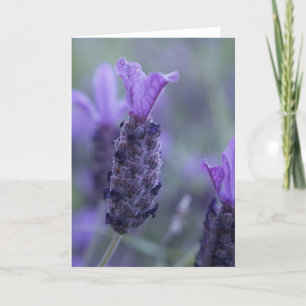 Tarjeta de felicitación de la foto de la flor de