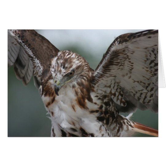 Tarjeta de felicitación de la foto del pájaro "del