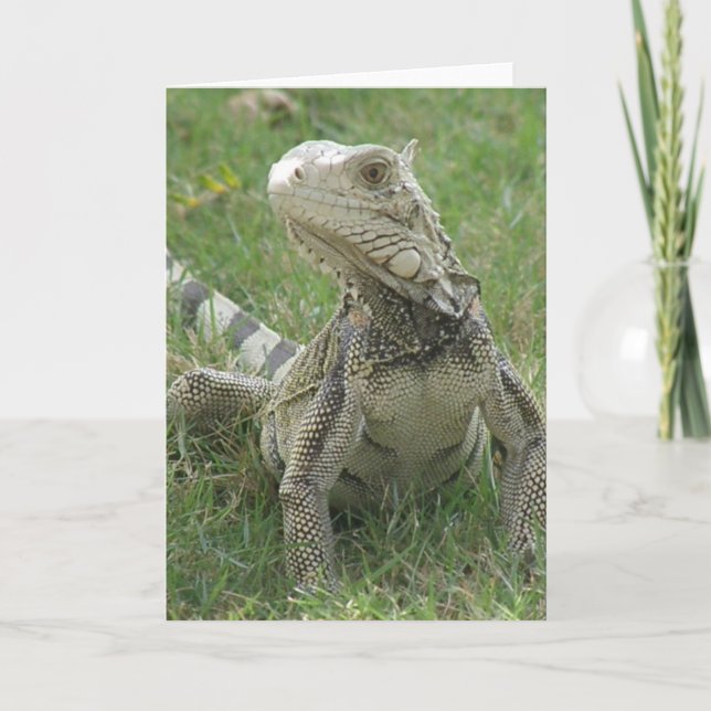 Tarjeta de felicitación de la iguana (Anverso)