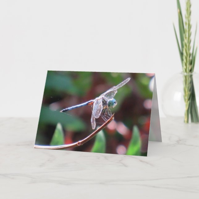 Tarjeta de felicitación de la libélula (Anverso)