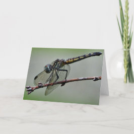 Tarjeta de felicitación de la libélula, interior