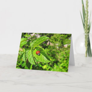 Tarjeta de felicitación de la mariquita, interior