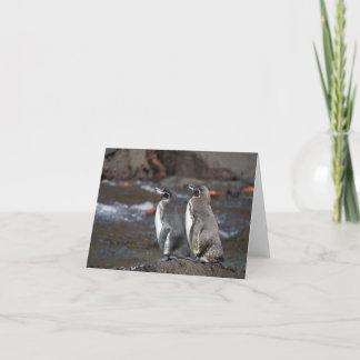 Tarjeta de Felicitación de la Pareja de Pingüinos