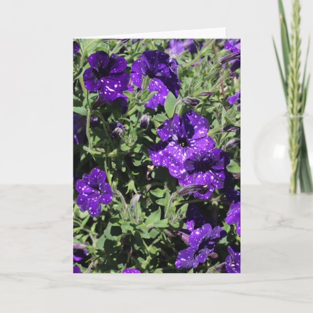 Tarjeta de felicitación de la petunia de la noche (Anverso)