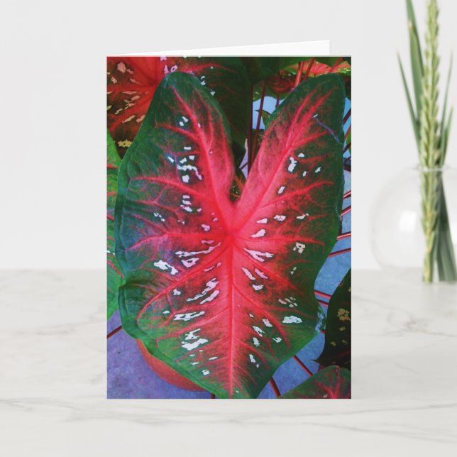 Tarjeta de felicitación de la planta del corazón (Anverso)