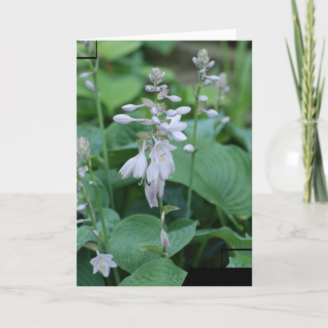 Tarjeta de felicitación de la planta del Hosta (Anverso)