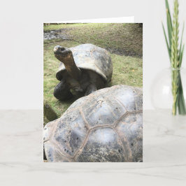 tarjeta de felicitación de la tortuga de las Islas