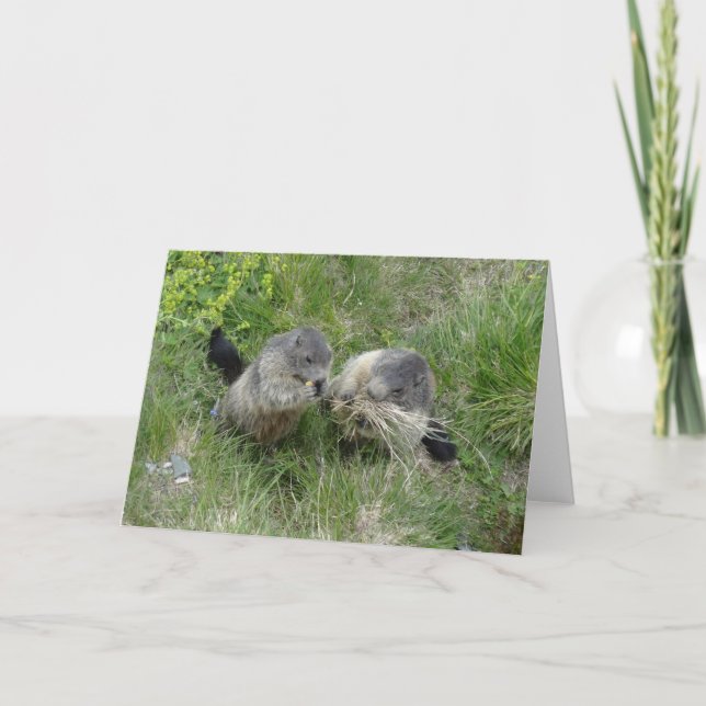 Tarjeta de felicitación de las marmotas (Anverso)
