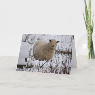 Tarjeta de felicitación de las ovejas