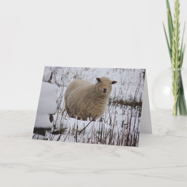 Tarjeta de felicitación de las ovejas (Anverso)