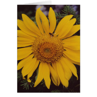 Tarjeta de felicitación de las ramas Sunflower Bee