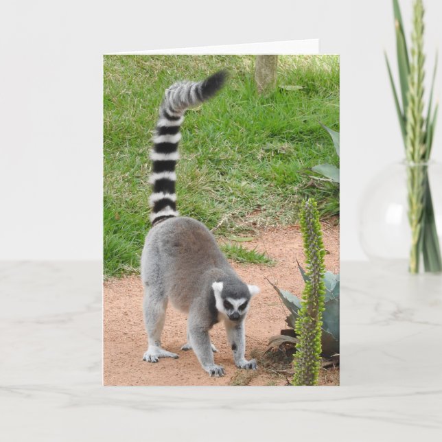 Tarjeta de felicitación de Lemur (Anverso)