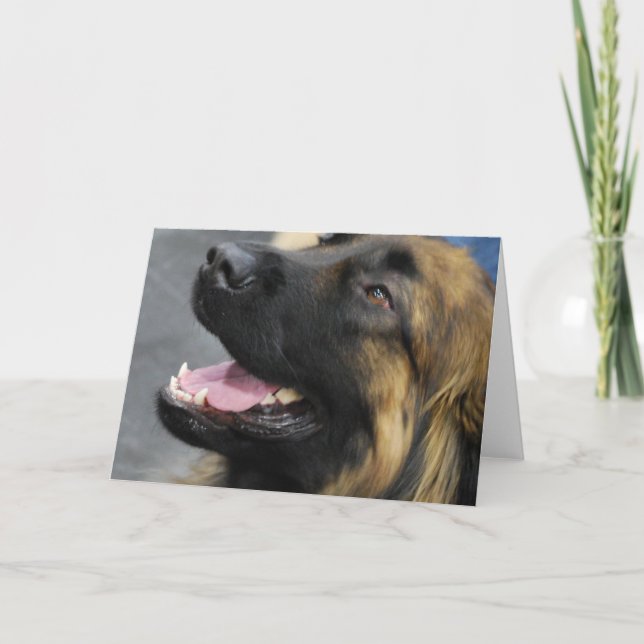 Tarjeta de felicitación de Leonberger (Anverso)