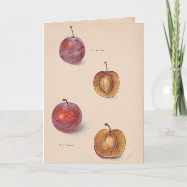 Tarjeta de felicitación de los ciruelos del (Anverso)