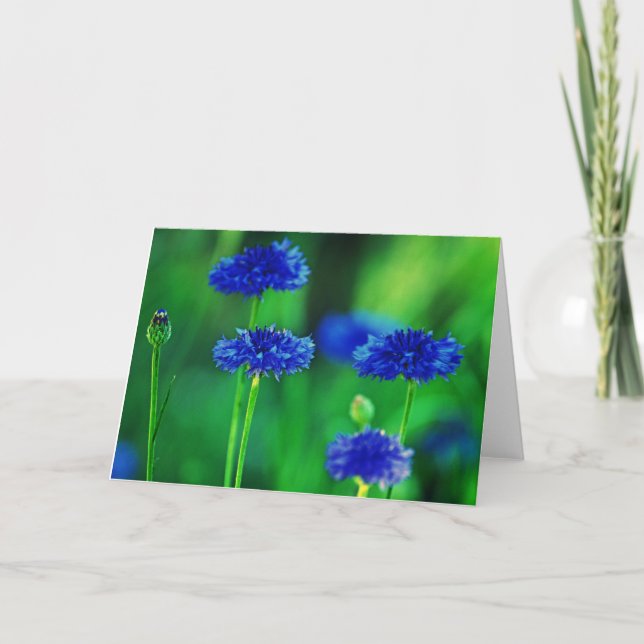 Tarjeta de felicitación de los Cornflowers (Anverso)