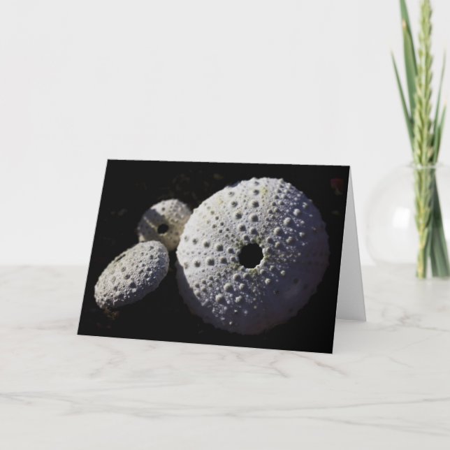 Tarjeta de felicitación de los erizos de mar (Anverso)
