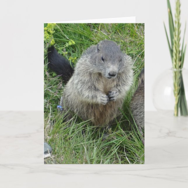 Tarjeta de felicitación de los marmots (Anverso)