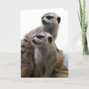 Tarjeta de felicitación de los pares de Meerkat