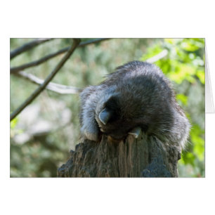 Tarjeta de Felicitación de Mapache Durmiendo
